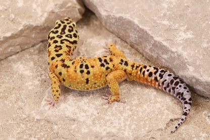25-611 | Clown Cross het Rainwater Albino | Male