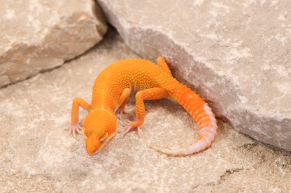 26-114 | Tangerine Tremper Albino | Male