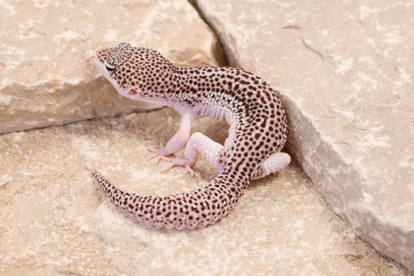 25-154 | Black Night Cross Galaxy | Male