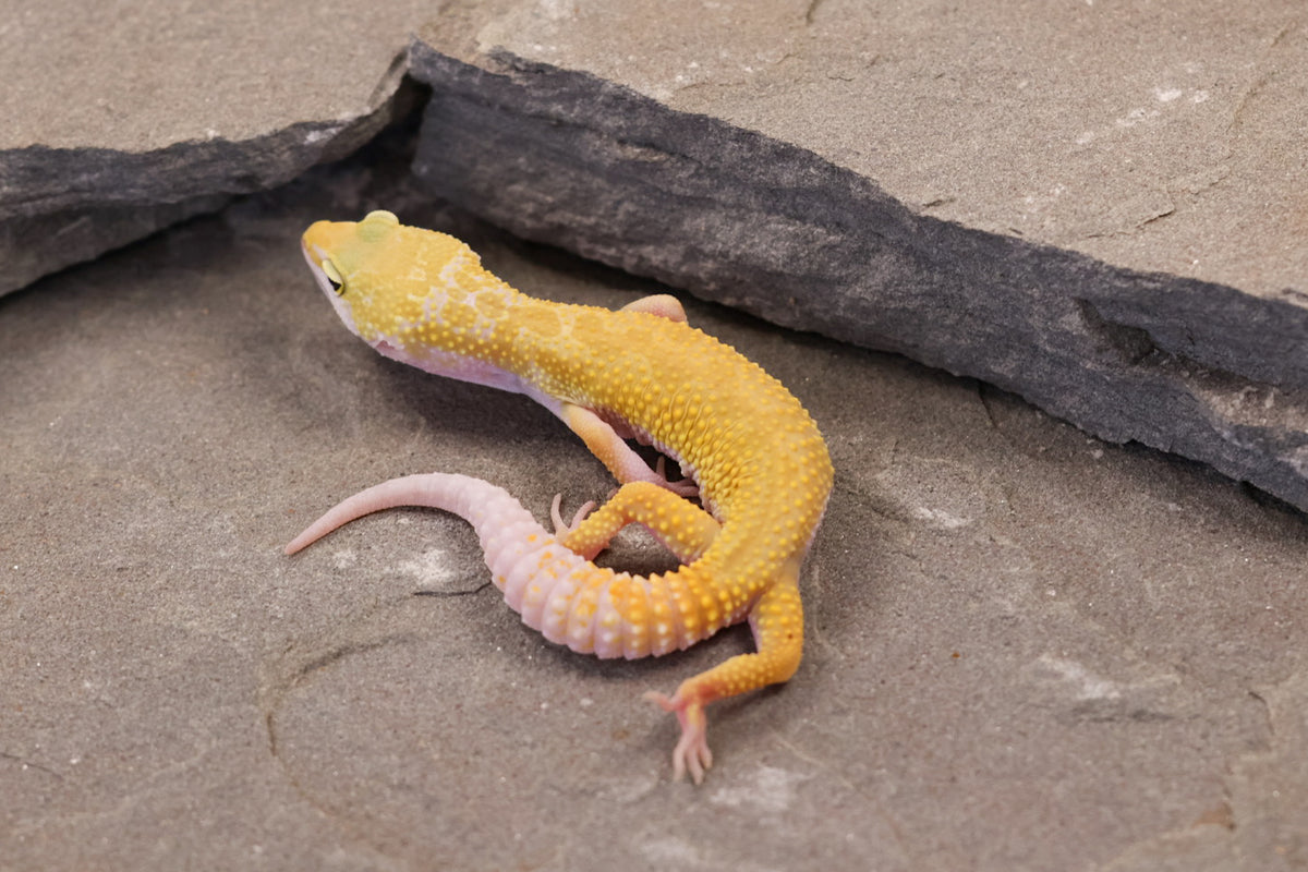 26-165 | Murphy's Patternless Non Het | Male