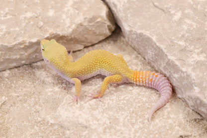 26-001 | Murphy's Patternless Non Het | Female