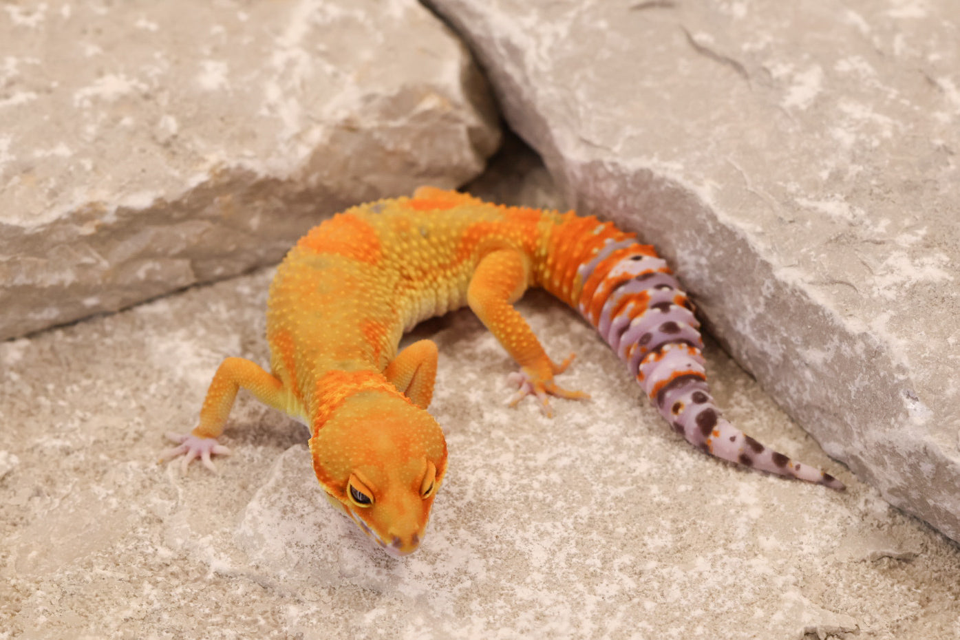 25-141 | B&M Line Emerine | Female