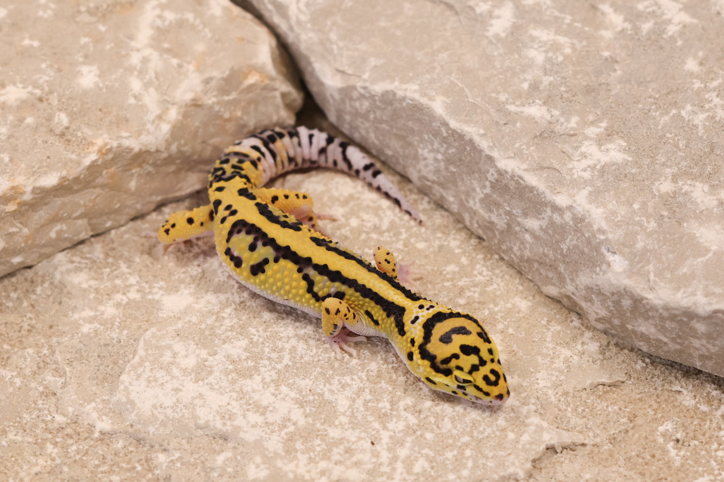 25-097 | Bold Stripe Eclipse | Female