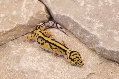 25-097 | Bold Stripe Eclipse | Female