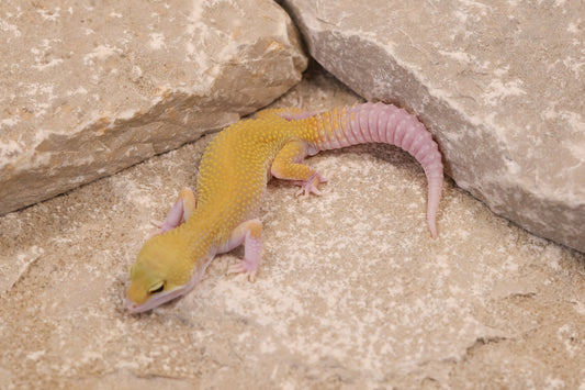 25-135 | Murphy's Patternless Eclipse het Rainwater Albino | Male