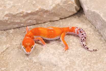 26-091 | Purple Head Tangerne | Female
