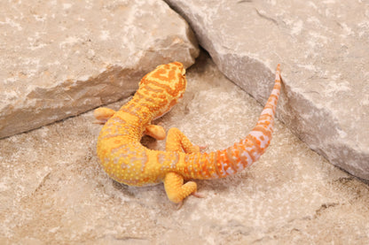 25-057 | Afghan Tangerine Tremper Albino het Eclipse | Male