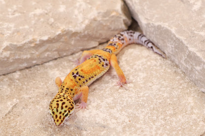 26-032 | Tangerine het Murphy's Patternless | Female