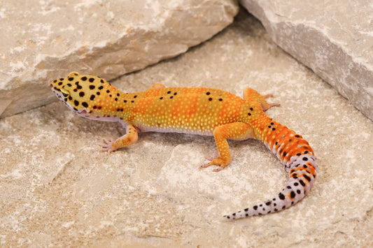 25-033 | Tangerine het Blizzard and Tremper Albino | Female