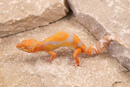 26-136 | Tremper Albino Clown | Male