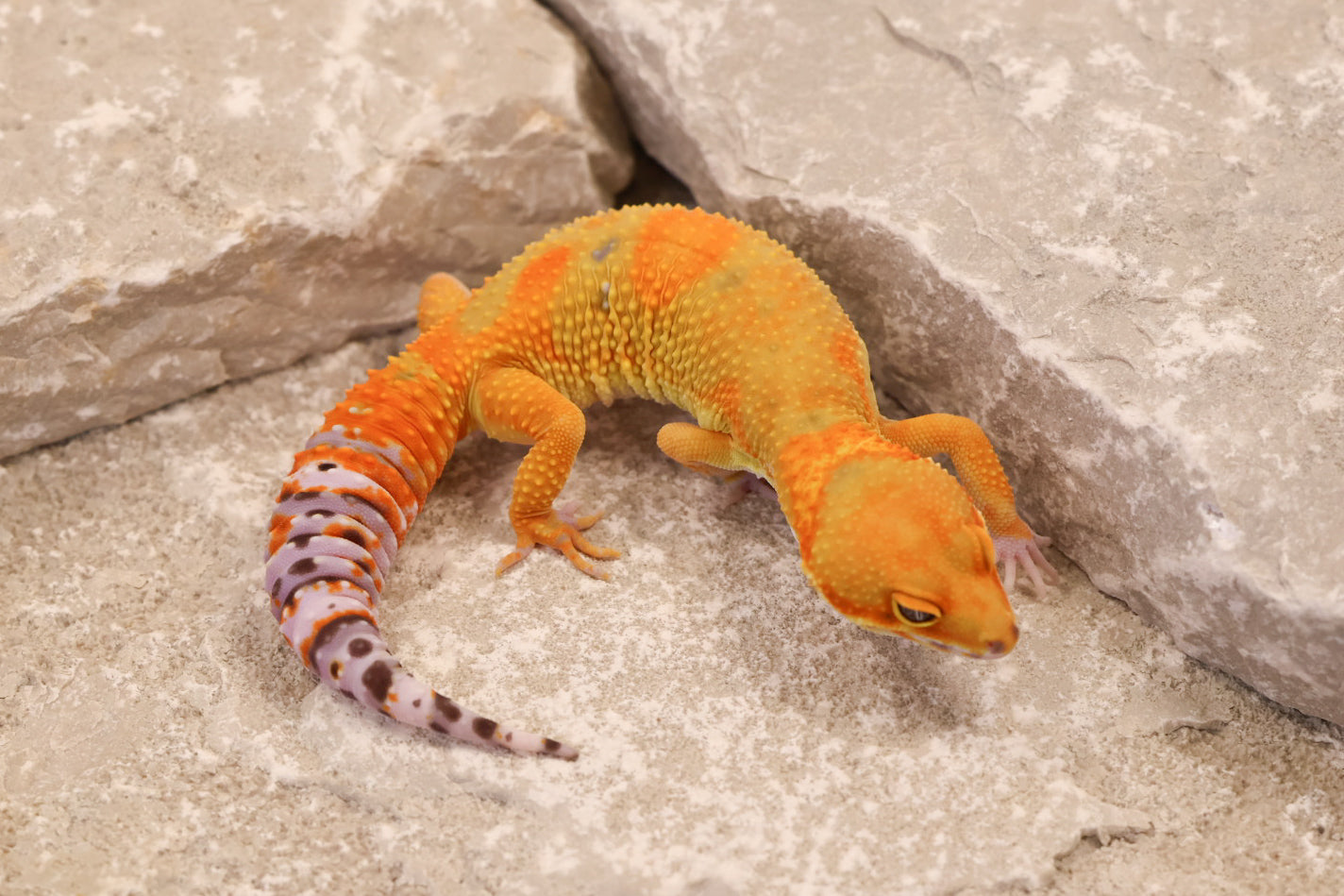 25-141 | B&M Line Emerine | Female