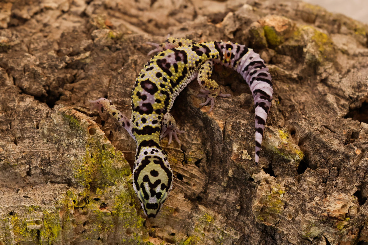26-443 | E.m. afghanicus | Male