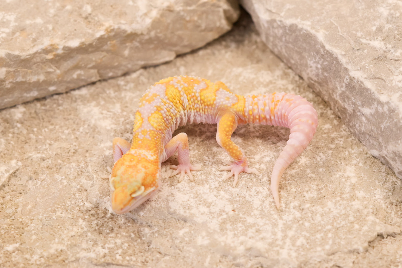 26-113 | Raptor het Murphy's Patternless | Male
