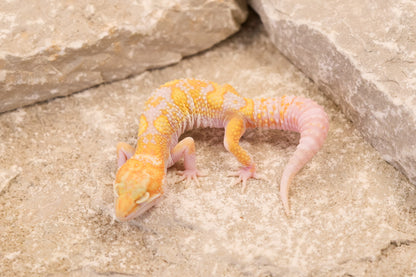 26-113 | Raptor het Murphy's Patternless | Male