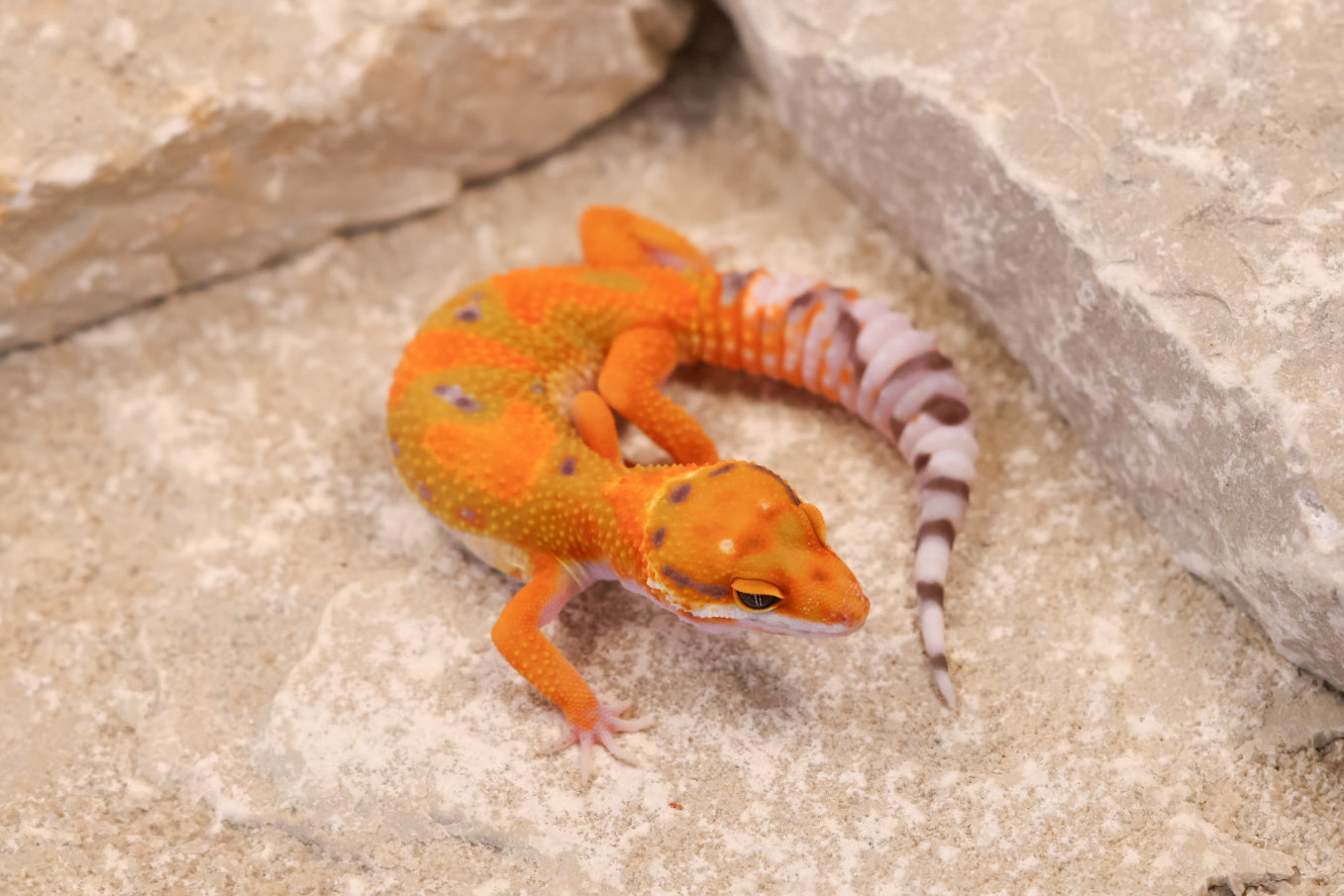 26-027 | Clown/Electric Inferno Tangerine | Female