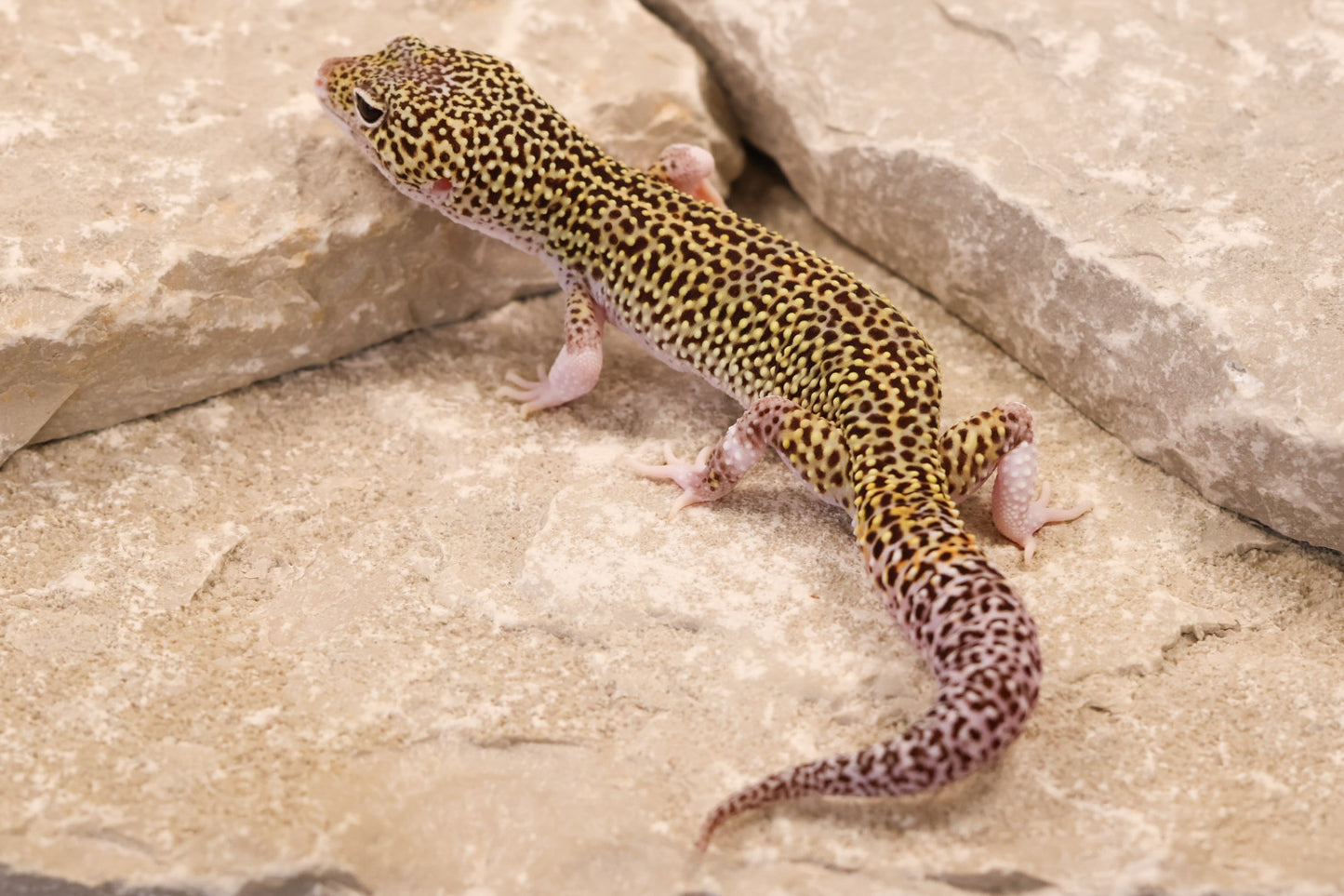 25-155 | Black Night Cross Mack Snow Eclipse | Male