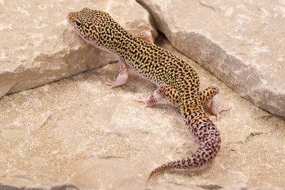 25-155 | Black Night Cross Mack Snow Eclipse | Male