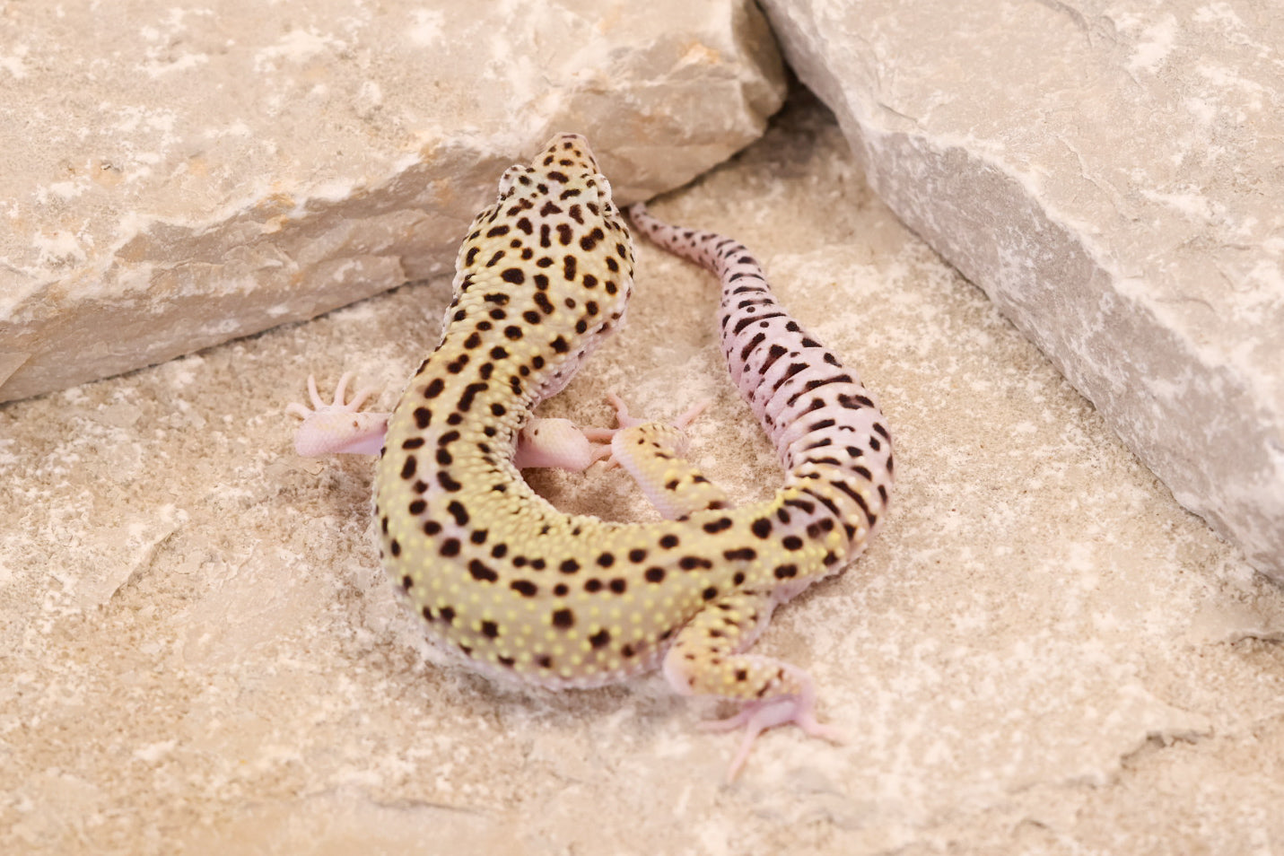 25-156 | Rainbow Stripe Cross Gem Snow Eclipse