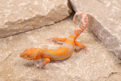 26-136 | Tremper Albino Clown | Male