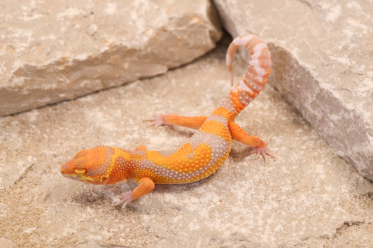 26-136 | Tremper Albino Clown | Male