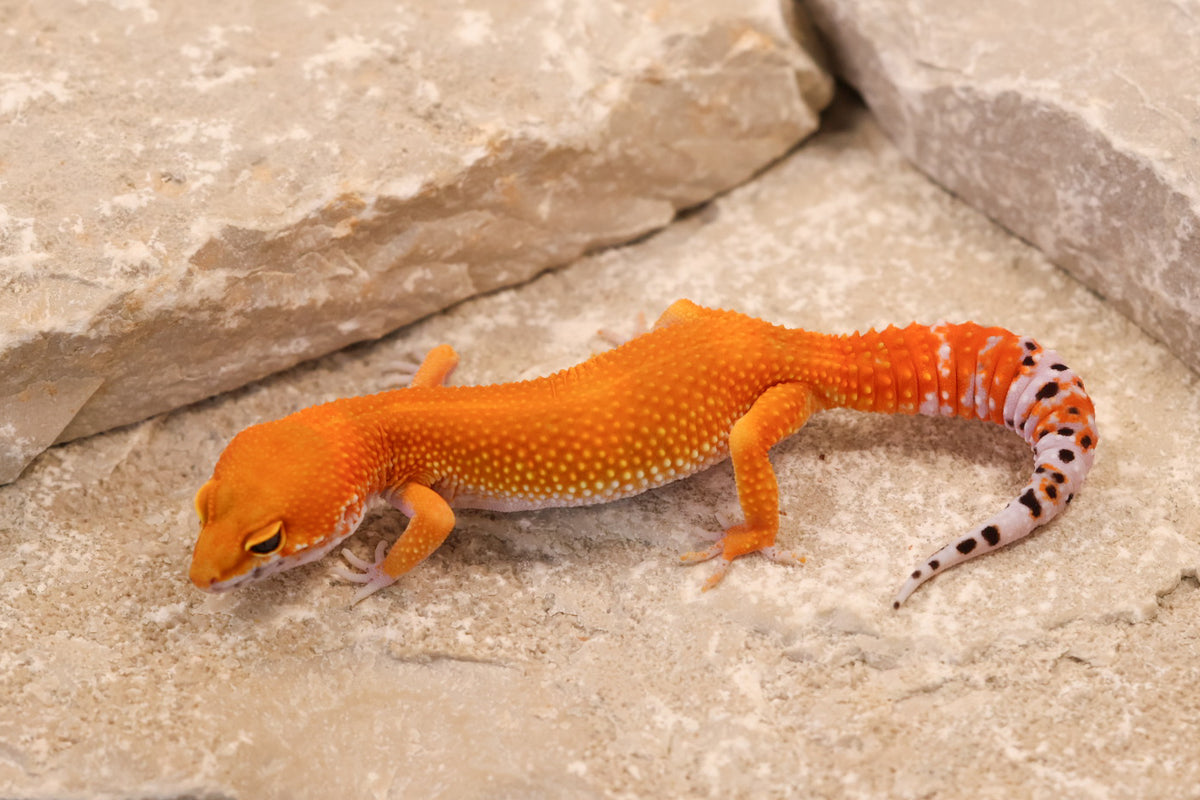 26-187 | Blood/Red Diamond Tangerine het Tremper Albino | Female