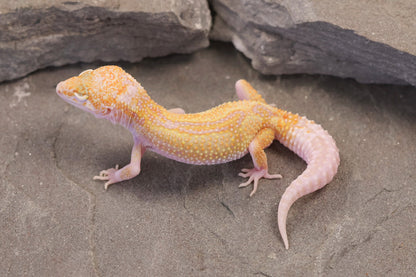 26-281 | Mack Snow Raptor het Murphy's Patternless | Female