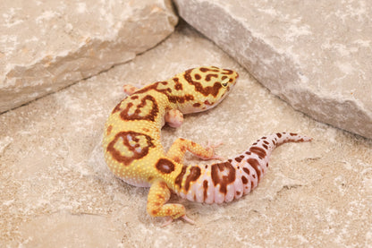 24-122 | Desert Bold Eclipse | Female