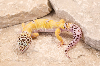 25-192 | Creamsicle Cross Hypo Mack Snow Tangerine het Cipher | Male