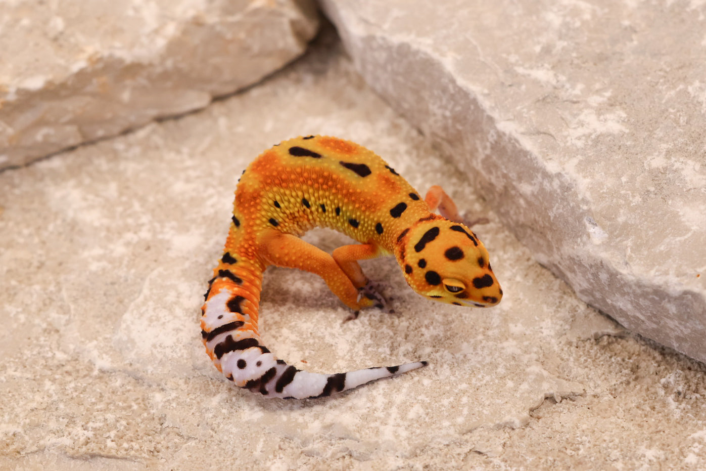 26-035 | Clown 66% het Tremper Albino | Female