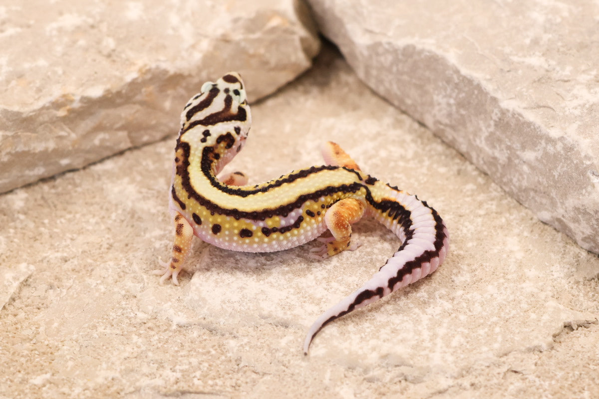 26-183 | Bold Stripe Non Het | Female