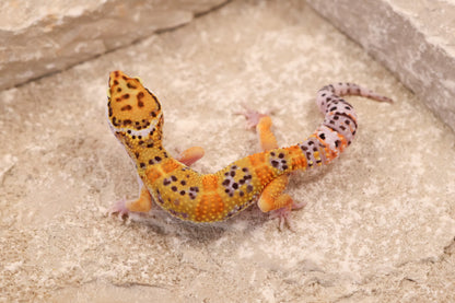 25-224 | Tangerine het Murphy's Patternless | Male