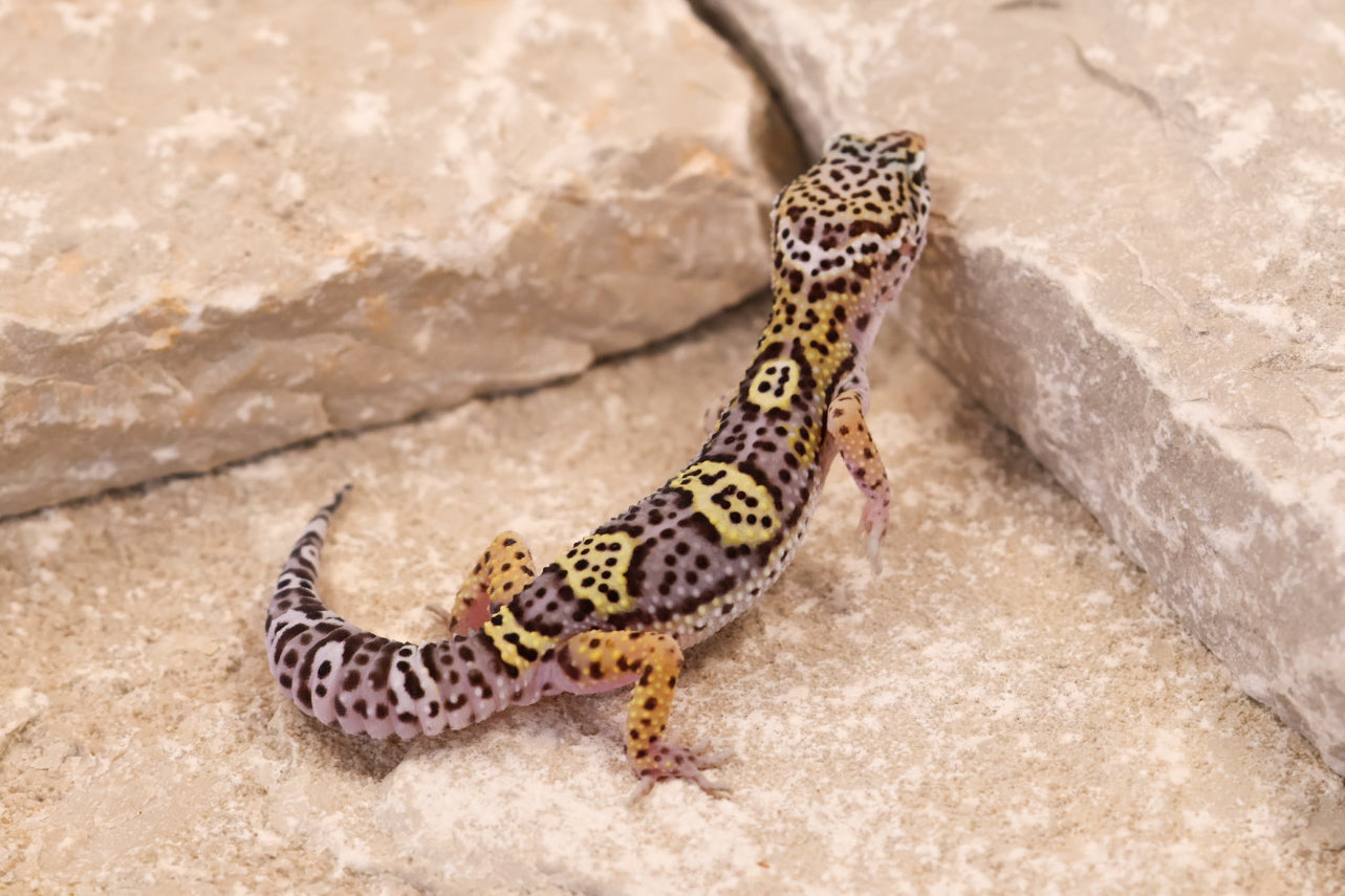 26-411 | Black Night Cross Albey Snow 66% het Rainwater Albino | Male