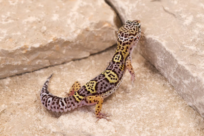 26-411 | Black Night Cross Albey Snow 66% het Rainwater Albino | Male