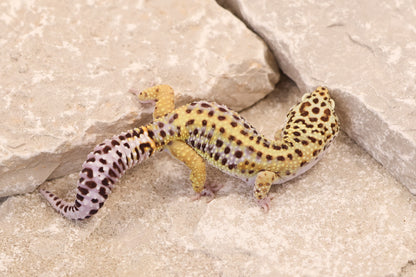 24-210 | Lavender Stripe | Male