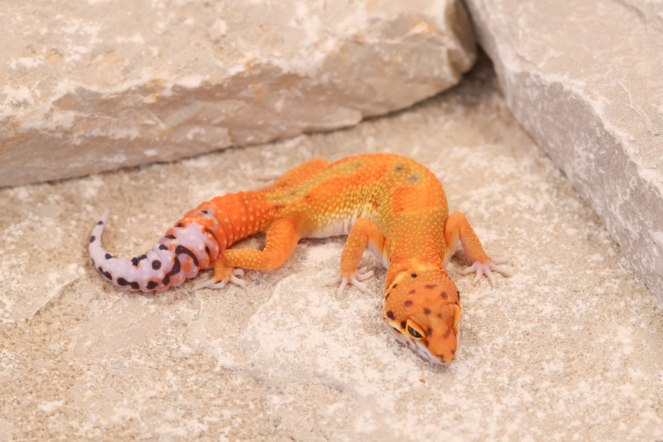 26-042 | Clown/Electric Inferno Tangerine | Female