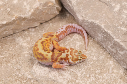 25-193 | Gem Snow Rainwater Albino | Female