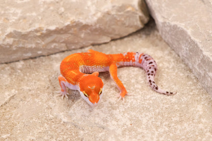 26-091 | Purple Head Tangerne | Female