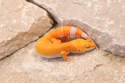 26-051 | Tremper Sunglow | Female