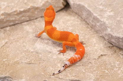 26-111 | Tangerine | Female