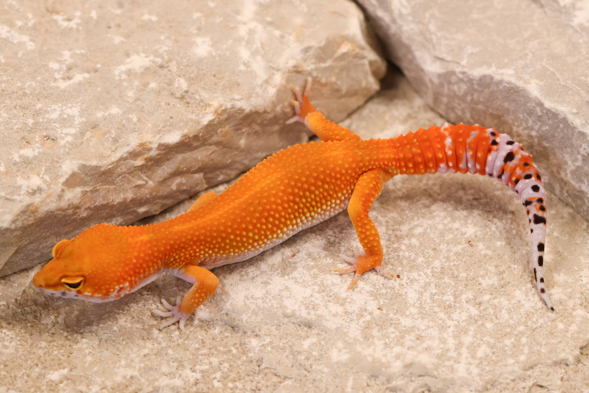 26-187 | Blood/Red Diamond Tangerine het Tremper Albino | Female