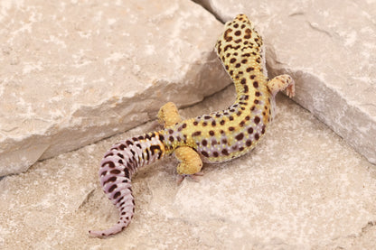 24-210 | Lavender Stripe | Male