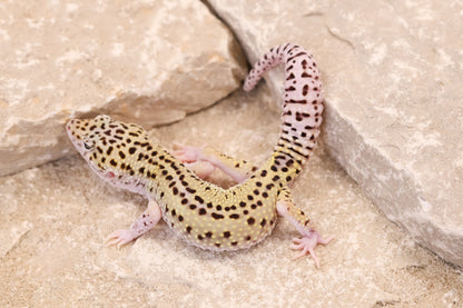 25-156 | Rainbow Stripe Cross Gem Snow Eclipse