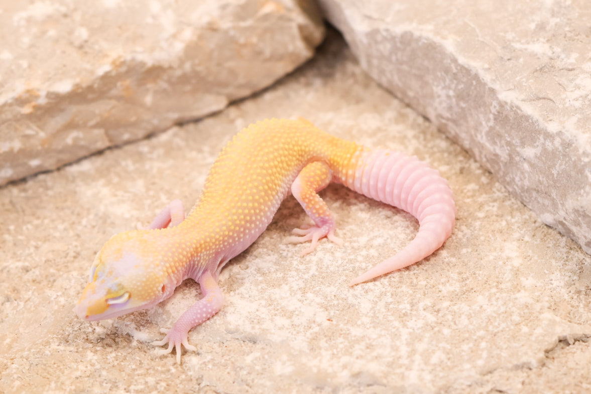 26-198 | Snowflake | Female