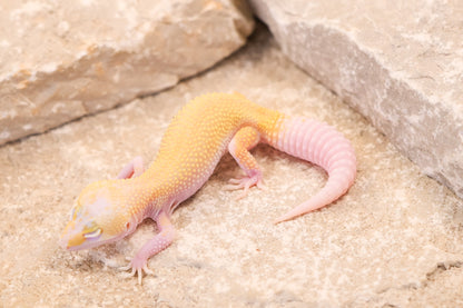 26-198 | Snowflake | Female