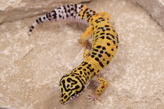 25-008 | Marble Eye 66% het Bell Albino | Male
