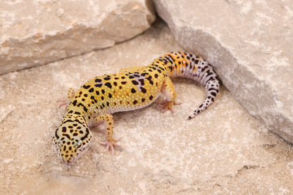 25-118 | Pet Only | Female