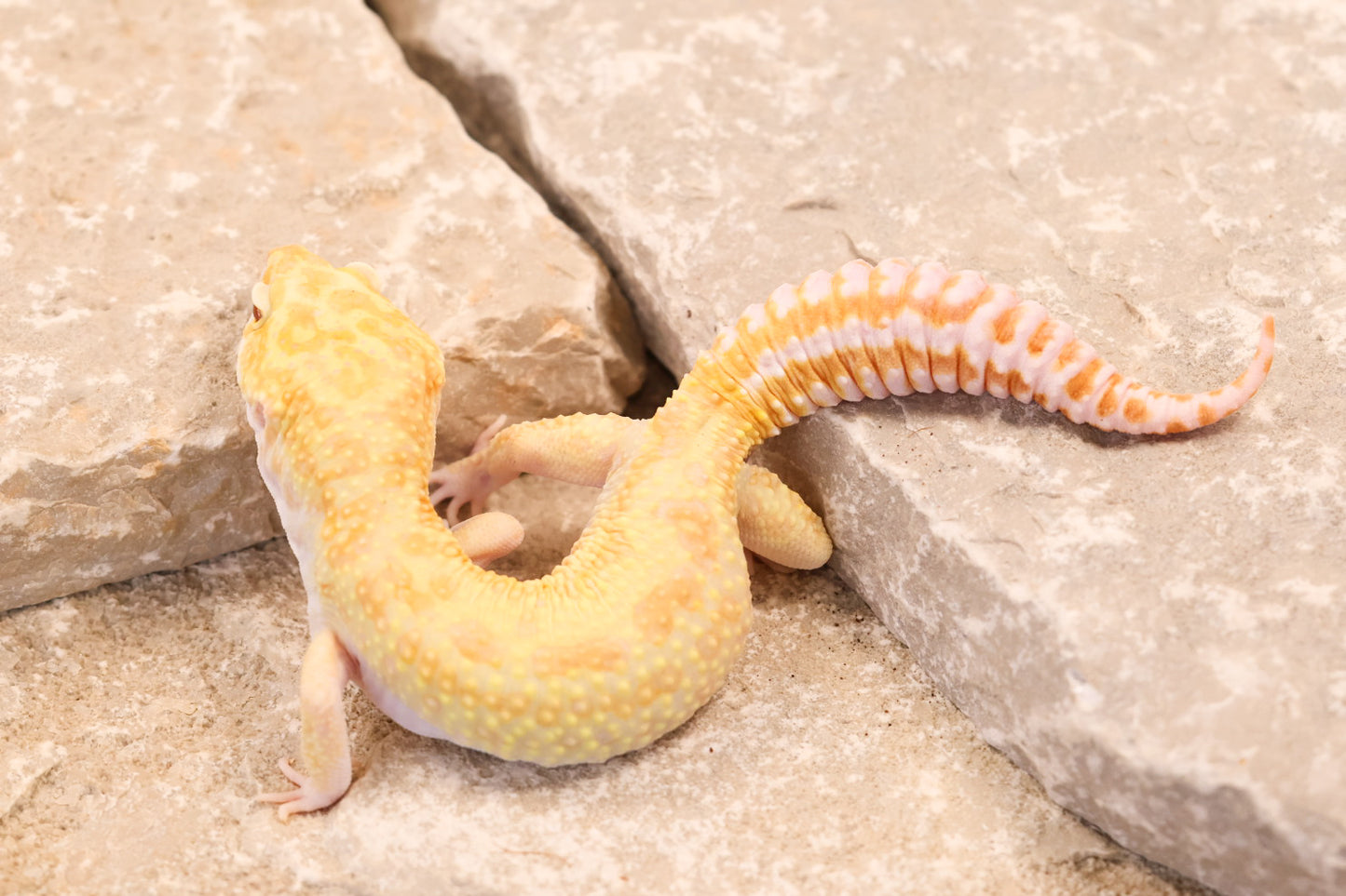 17-072 | Retired Breeder Albino | Male