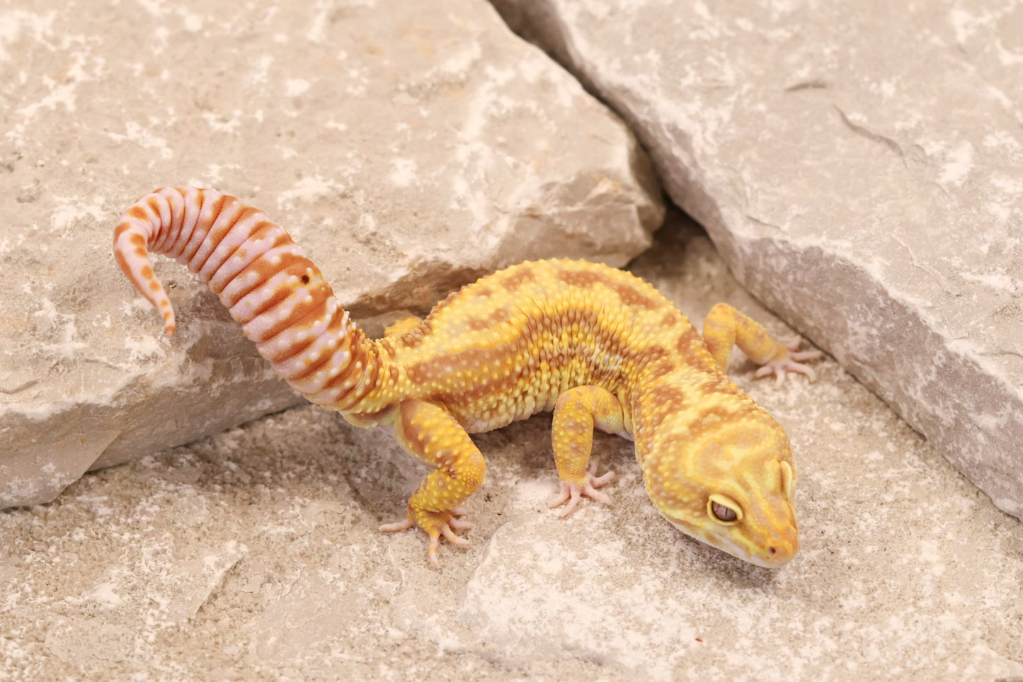 22-625 | Striped Gem Snow Rainwater Albino | Male