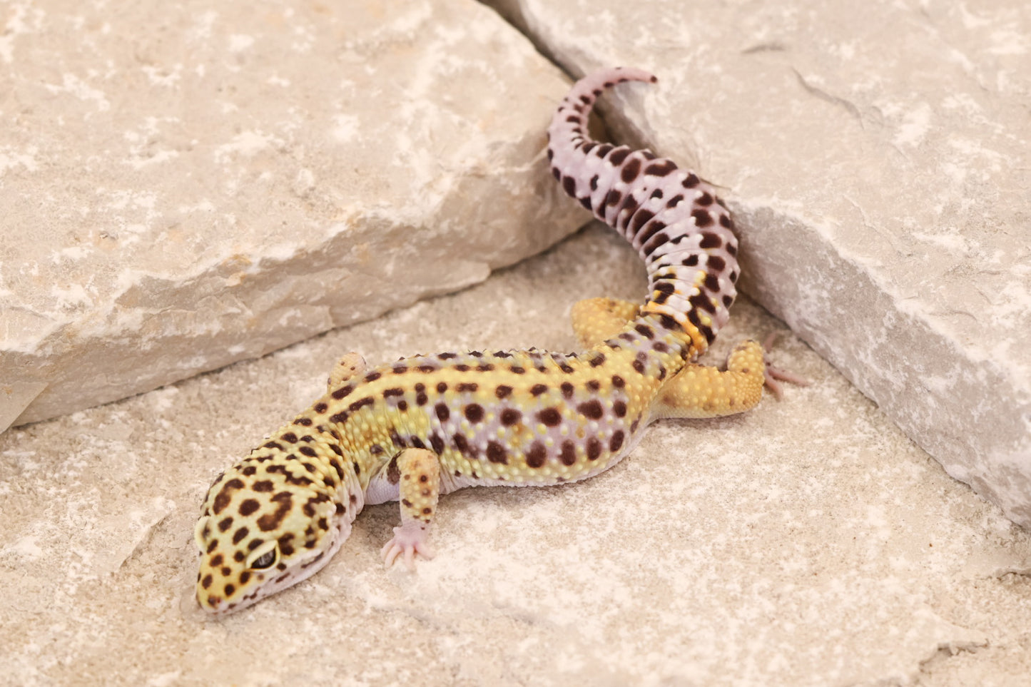 24-210 | Lavender Stripe | Male