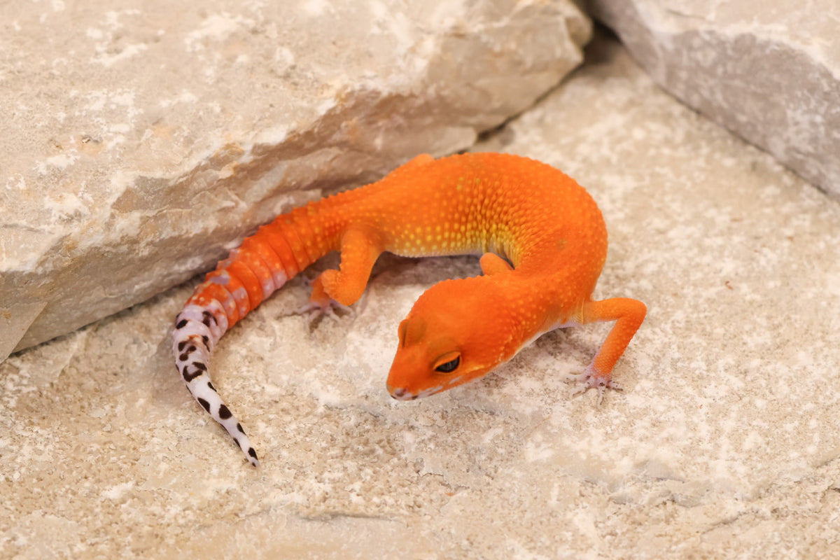 26-147 | Tangerine | Female
